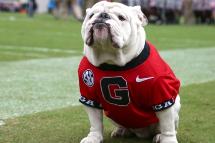 georgia bulldogs